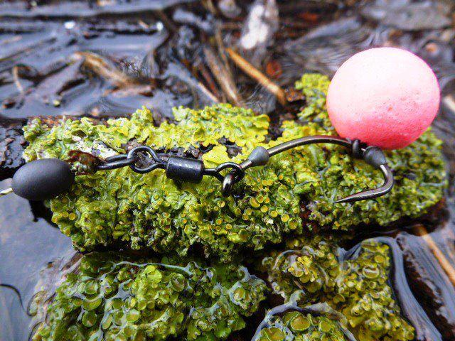 For Carp - 20716219346098746888150084472n.jpg